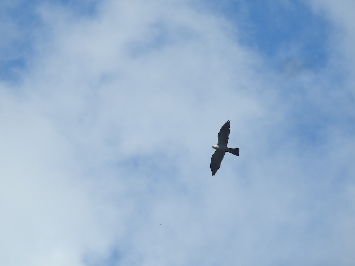 Mississippi Kite - ML621107942