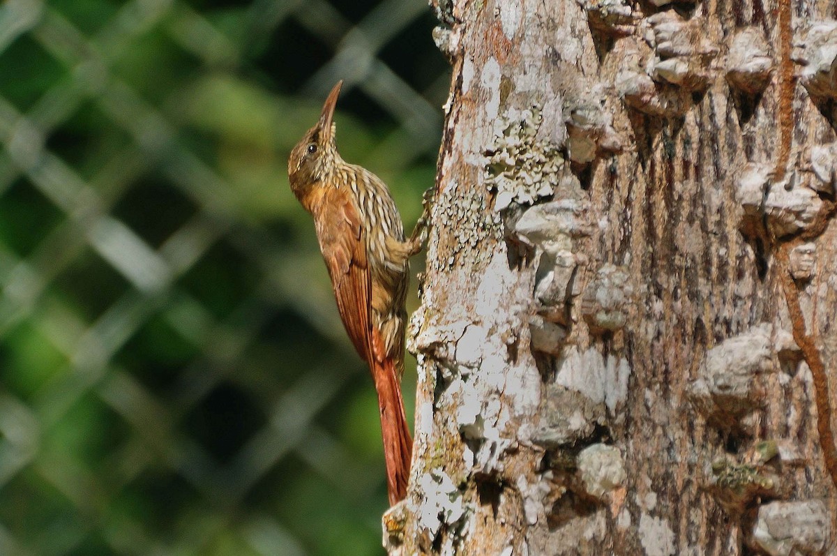 Dusky-capped Woodcreeper (Layard's) - ML621107972
