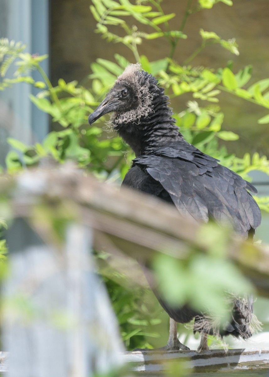 Black Vulture - ML621107982