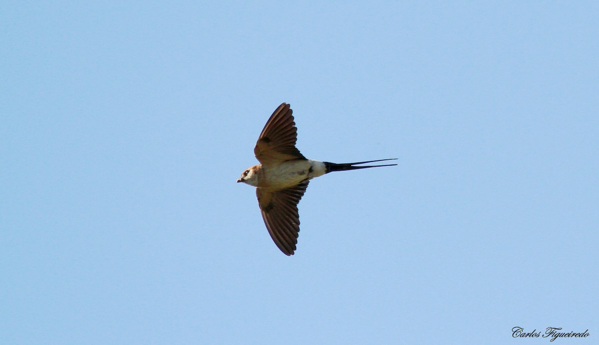 Red-rumped Swallow - ML621107995