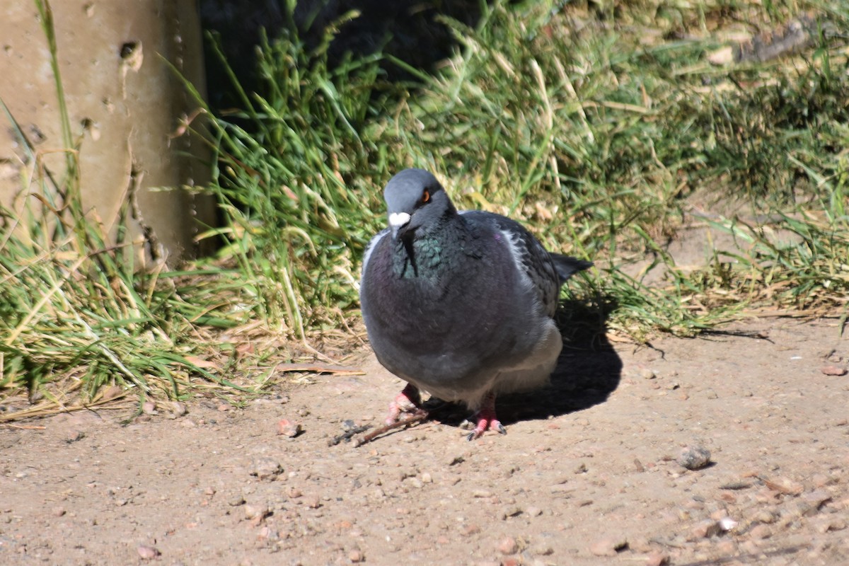 Rock Pigeon (Feral Pigeon) - ML621108066