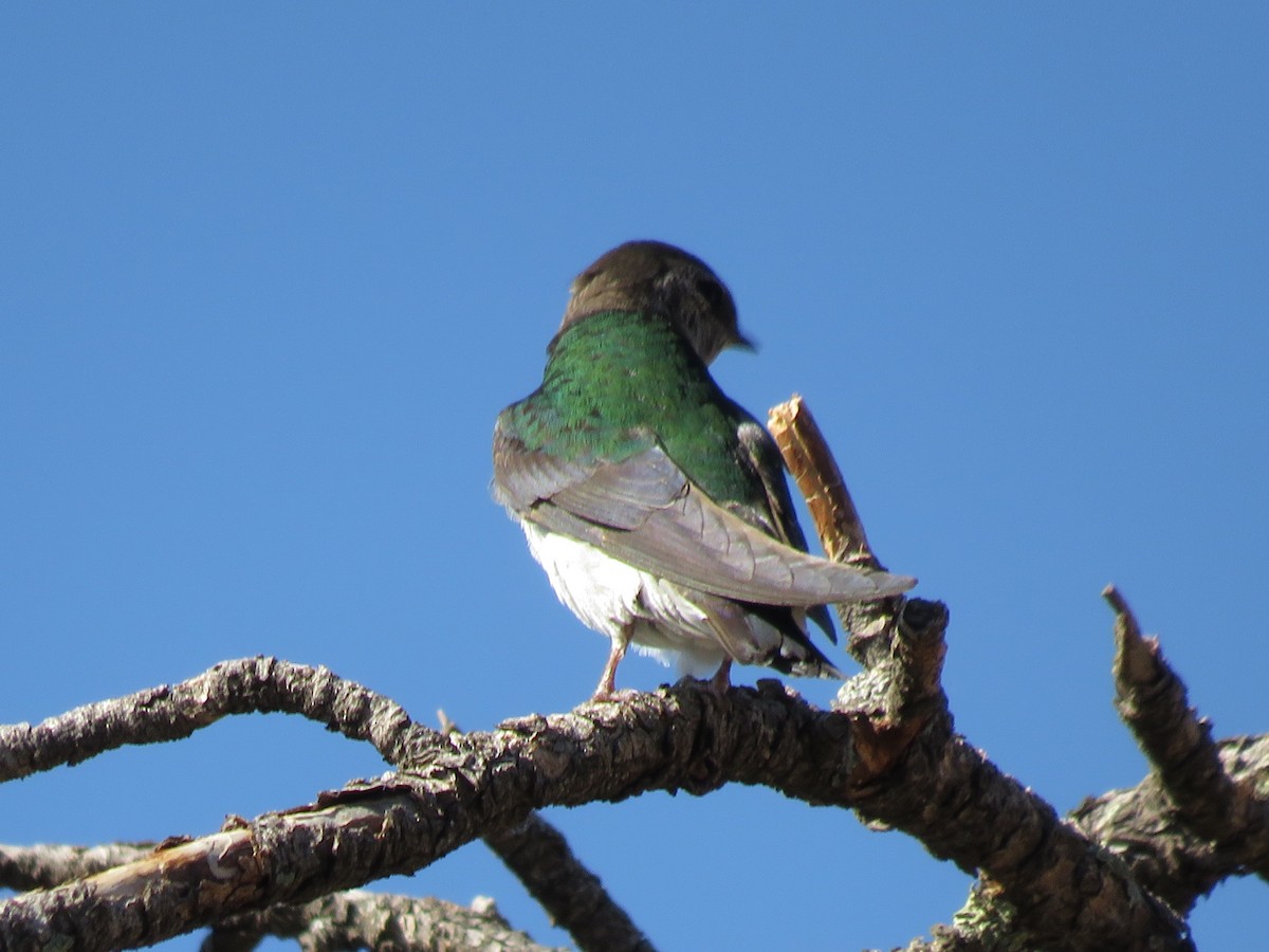 Violet-green Swallow - ML621108069