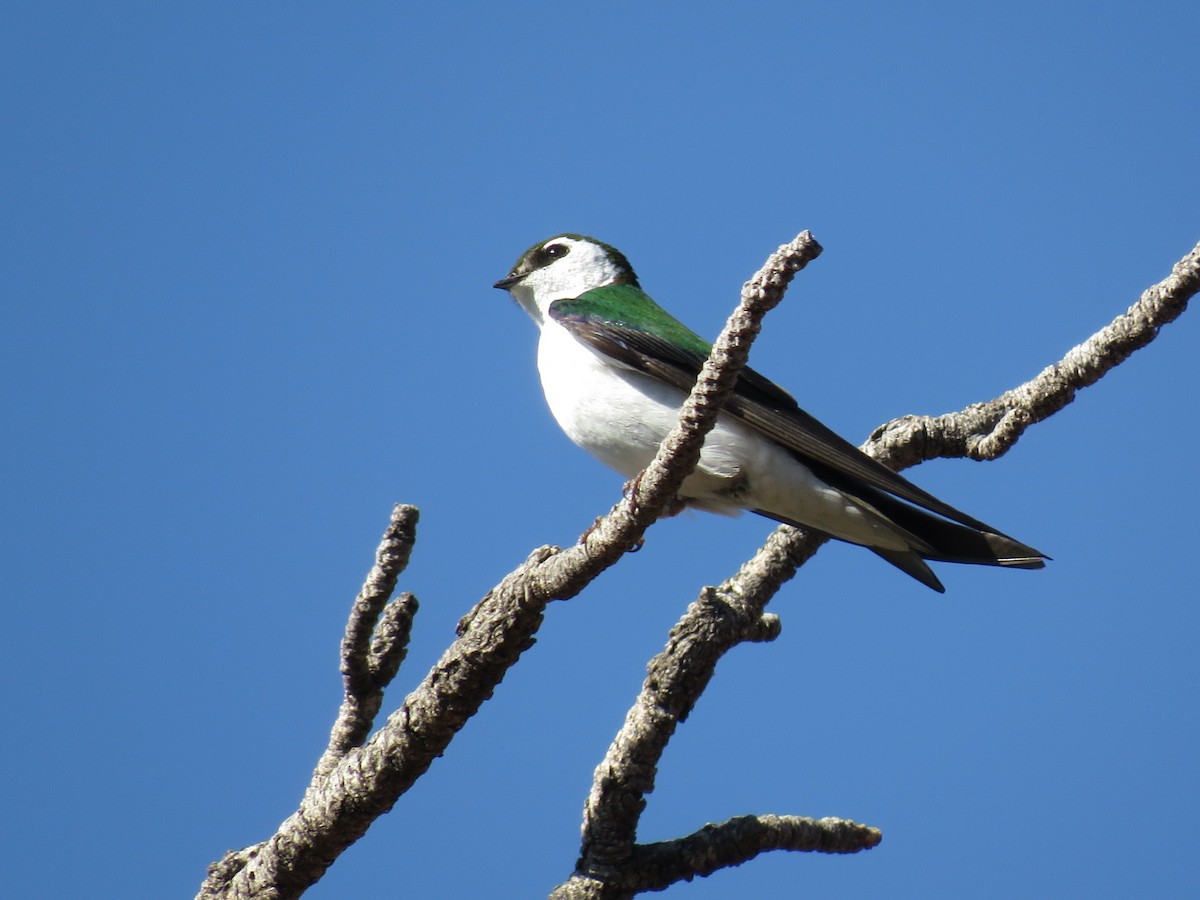 Violet-green Swallow - ML621108070