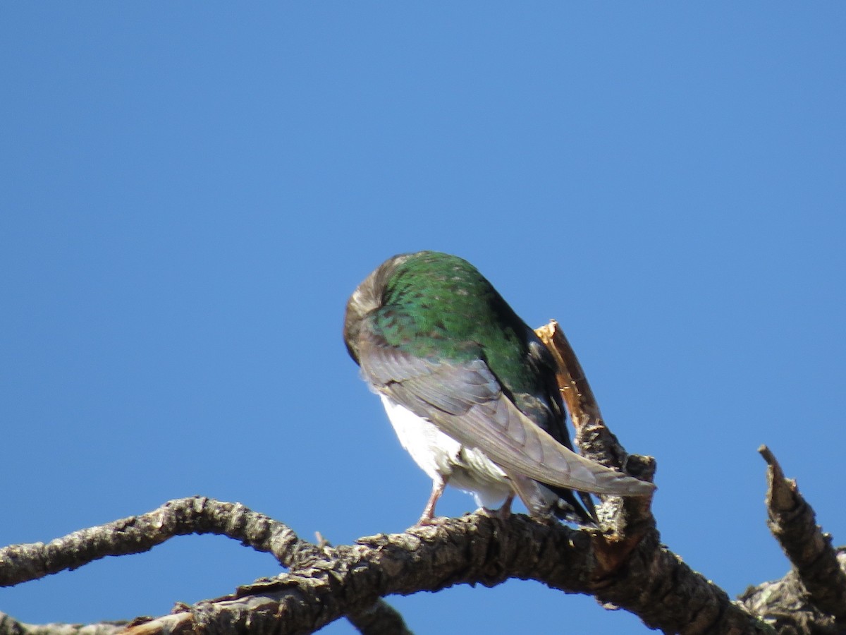 Violet-green Swallow - ML621108071