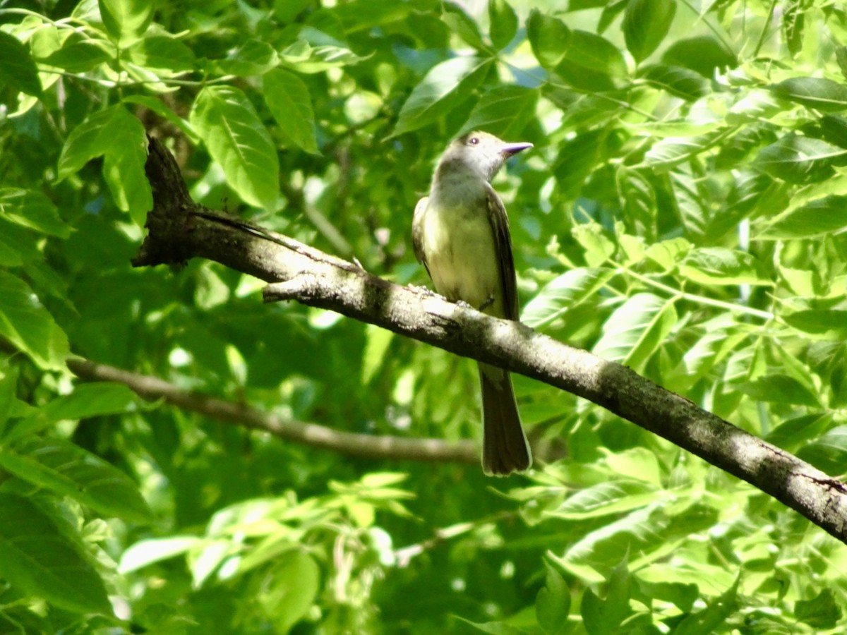 Great Crested Flycatcher - ML621108076