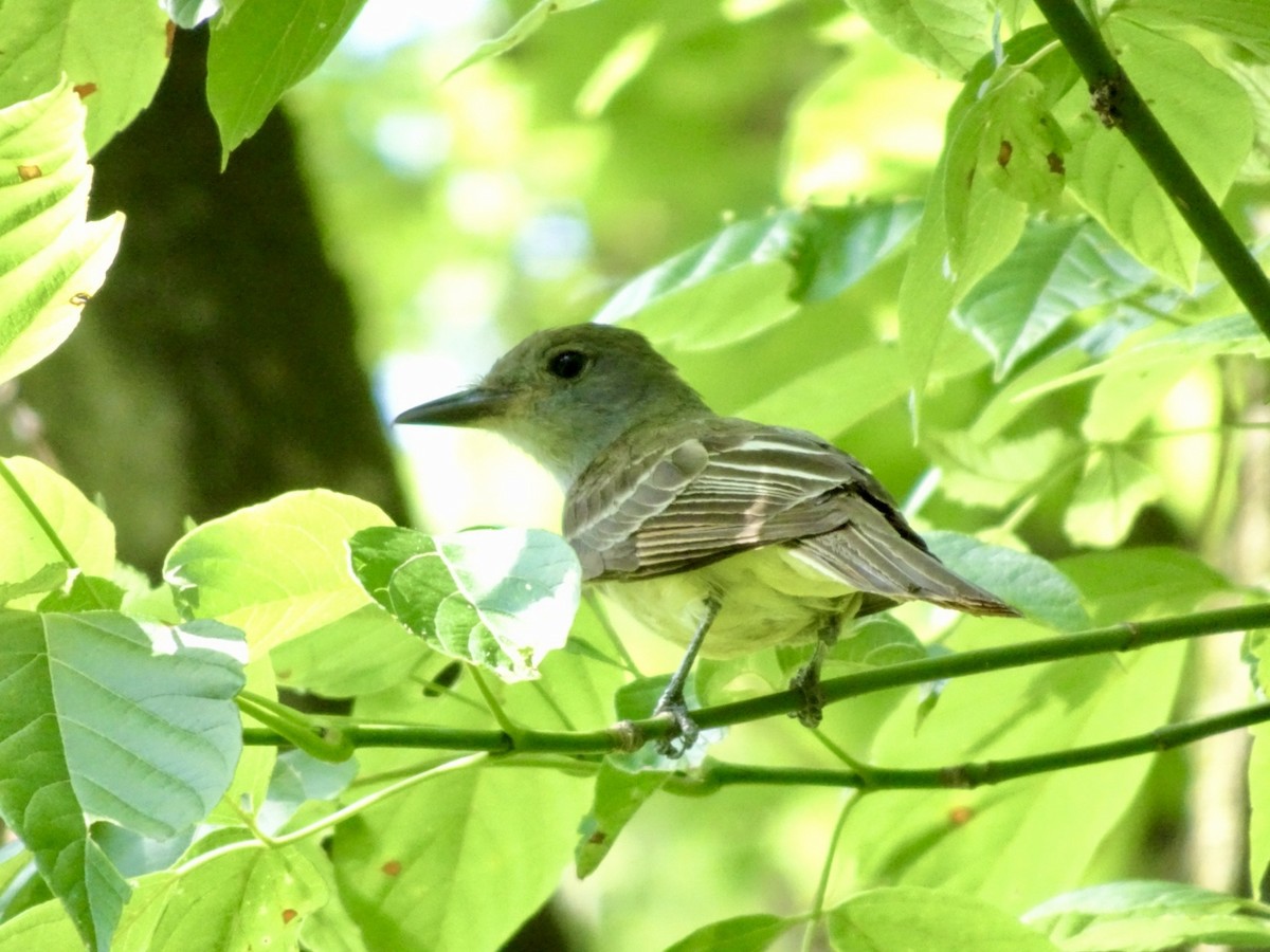Great Crested Flycatcher - ML621108078