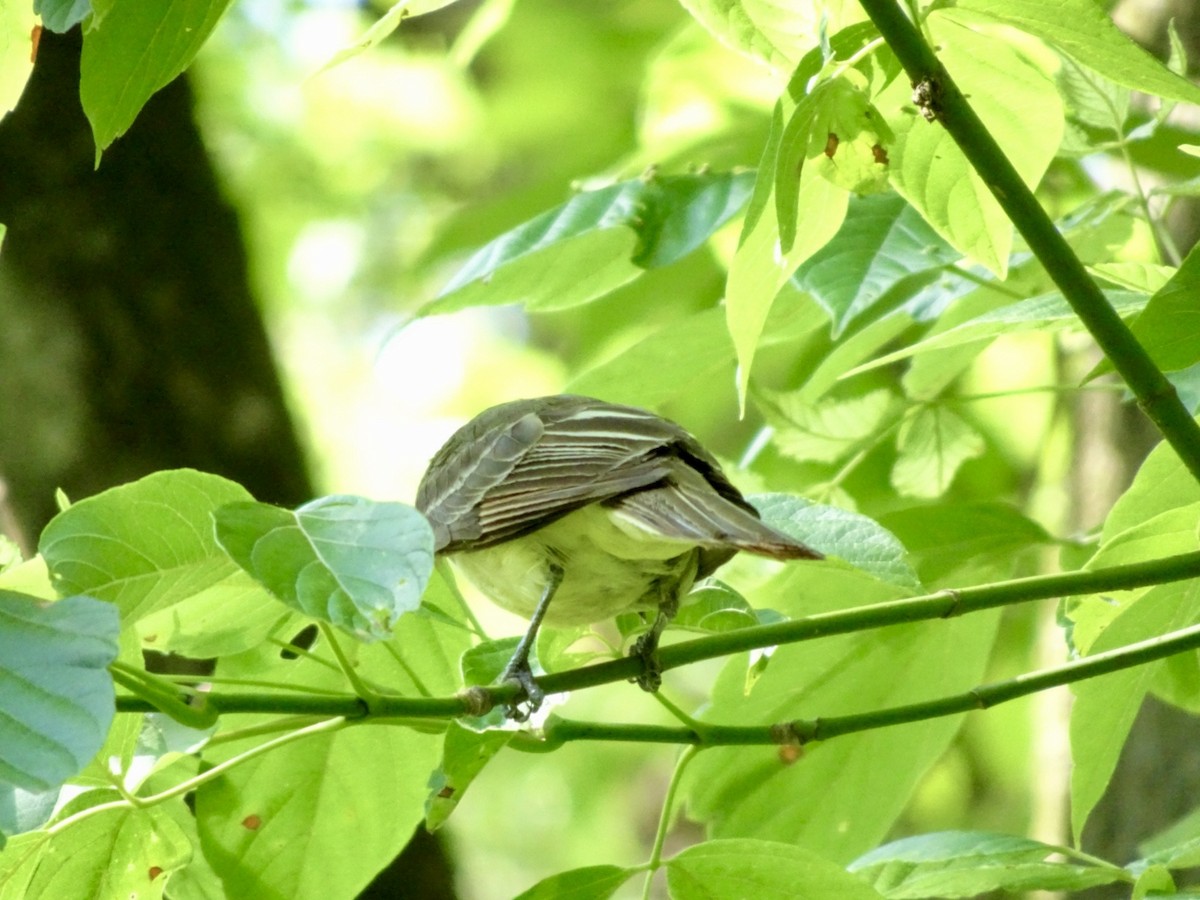 Great Crested Flycatcher - ML621108079
