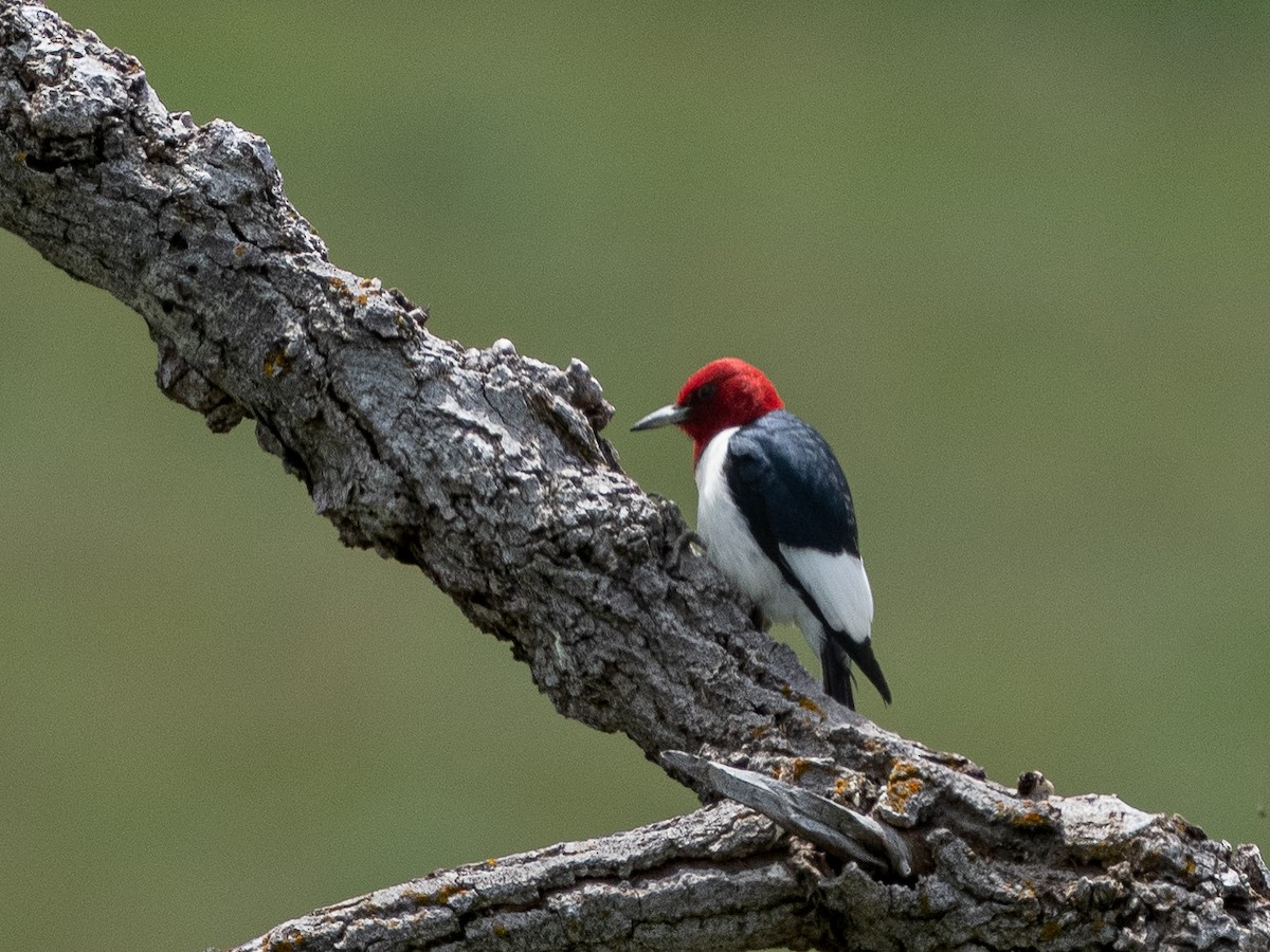 Red-headed Woodpecker - ML621108098