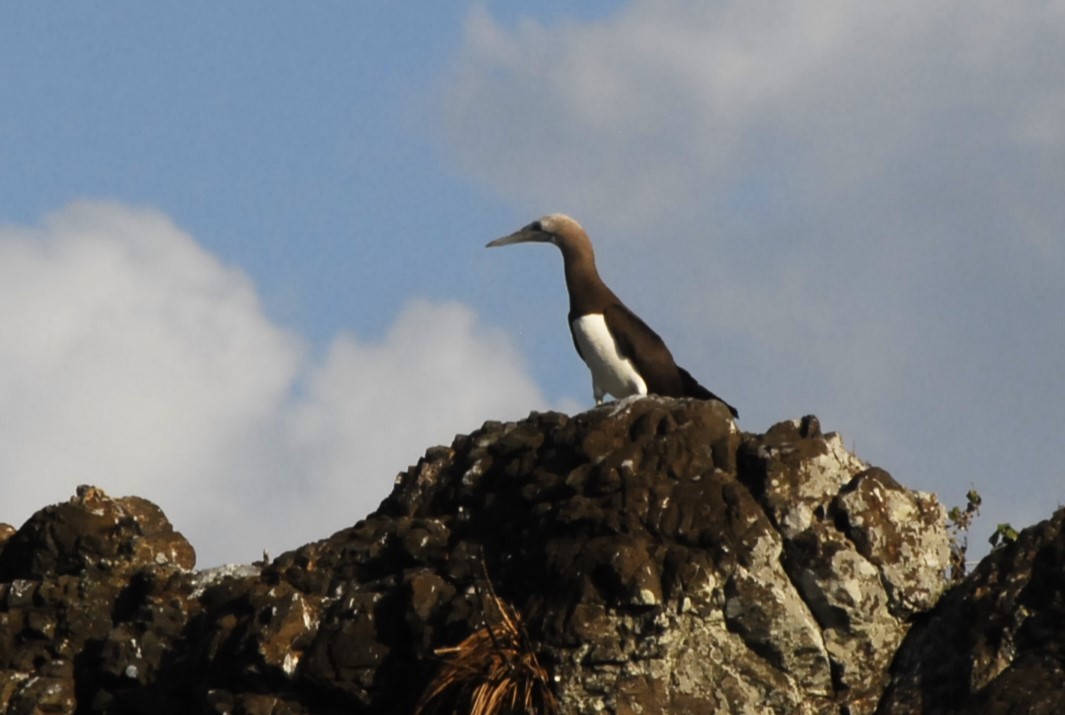 Brown Booby (Brewster's) - ML621108197