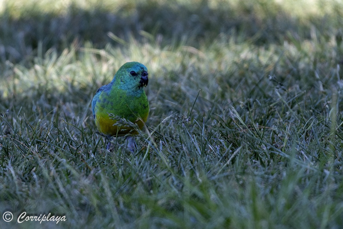 Red-rumped Parrot - ML621108220