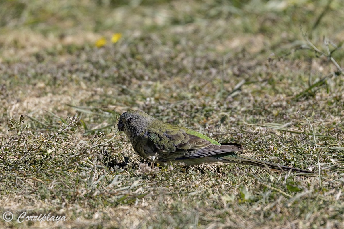 Red-rumped Parrot - ML621108221