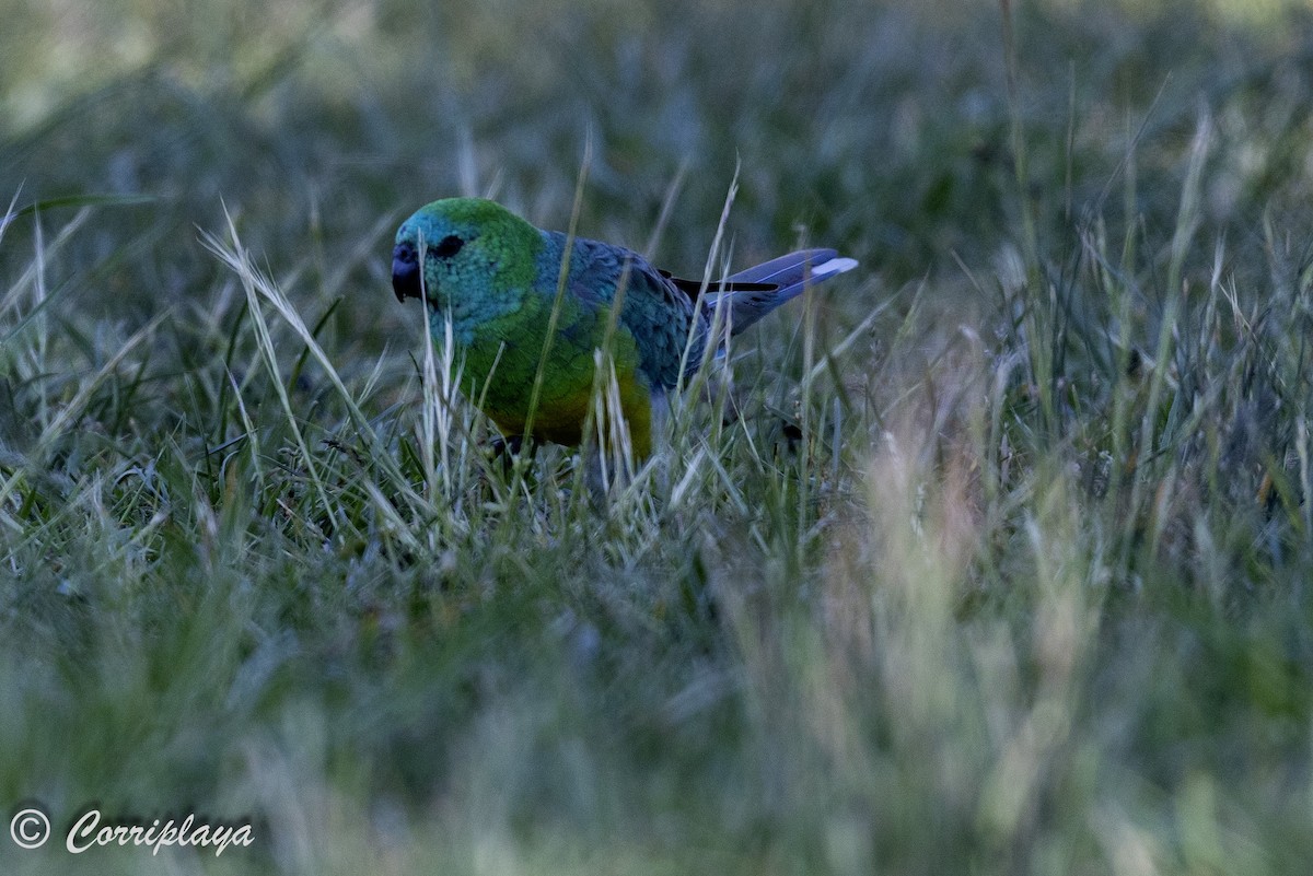Red-rumped Parrot - ML621108222