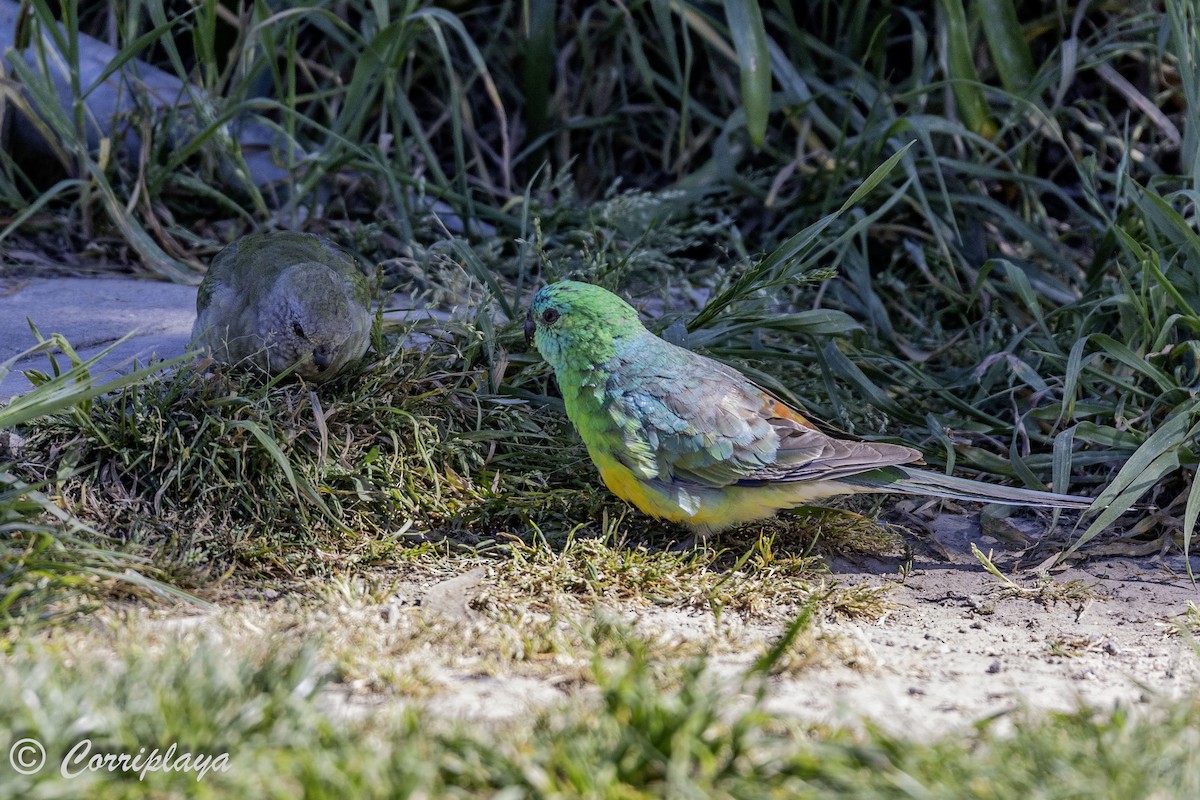 Red-rumped Parrot - ML621108223