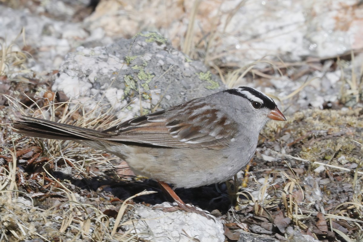 White-crowned Sparrow - Jun Tsuchiya