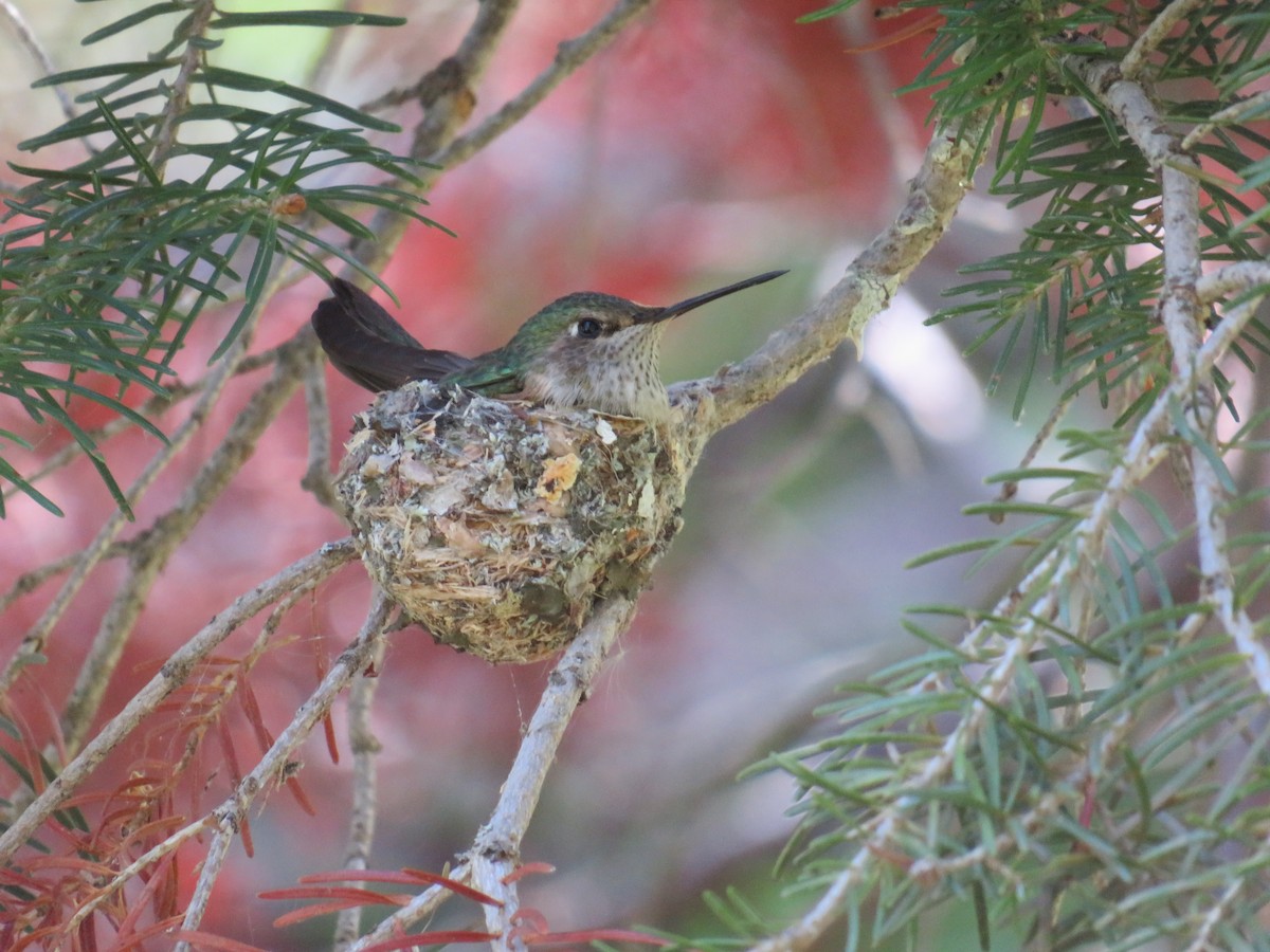 Broad-tailed Hummingbird - ML621108331