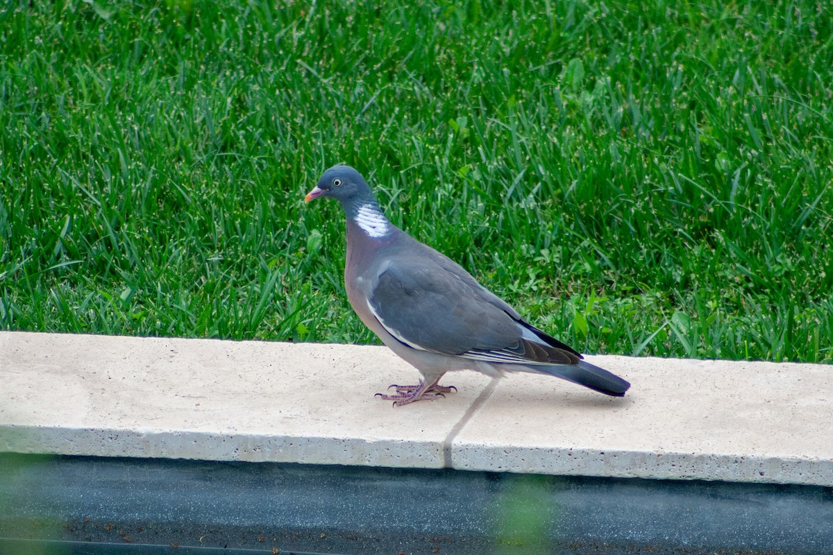 Common Wood-Pigeon - ML621108343