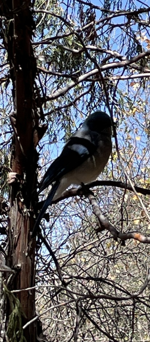 Mexican Jay - ML621108436