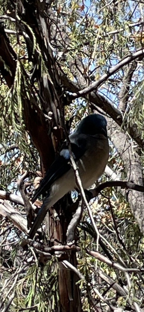 Mexican Jay - ML621108437