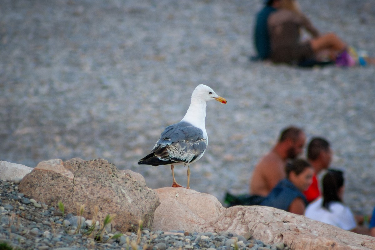 Gaviota Patiamarilla - ML621108453