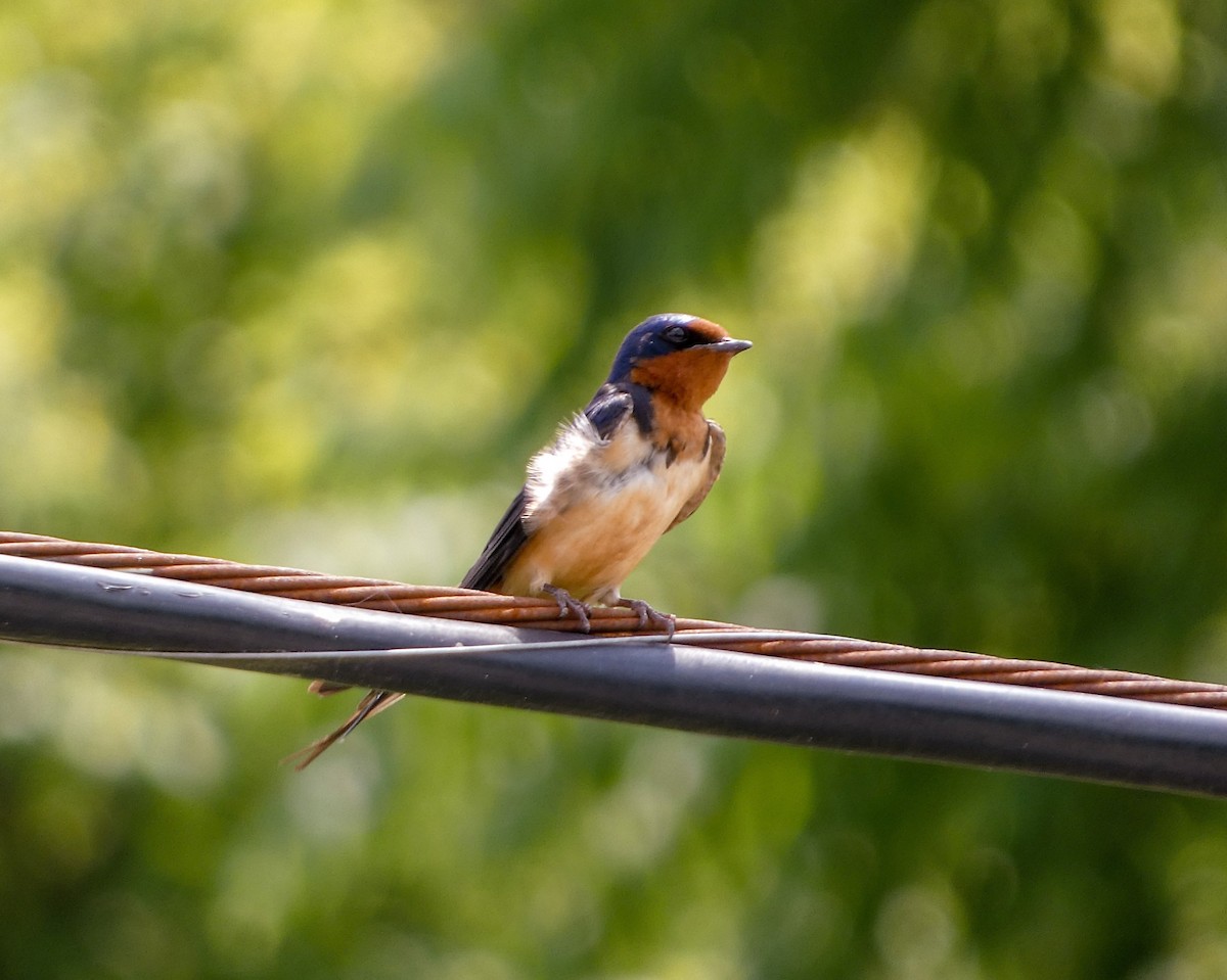 Barn Swallow - Kathy Mock