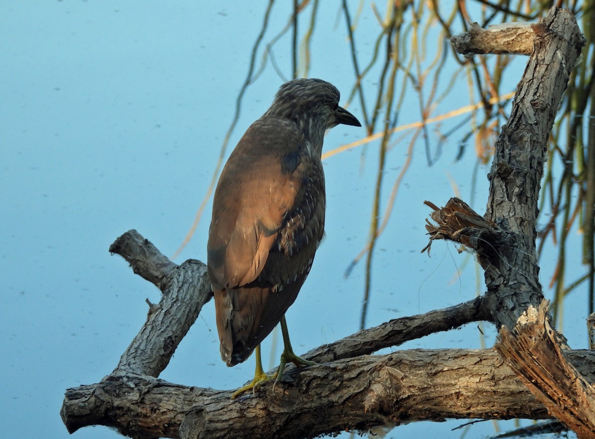 Black-crowned Night Heron - ML621108544