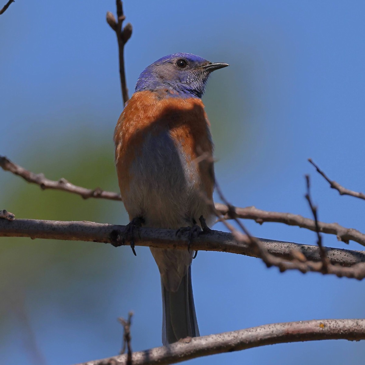 Western Bluebird - ML621108554