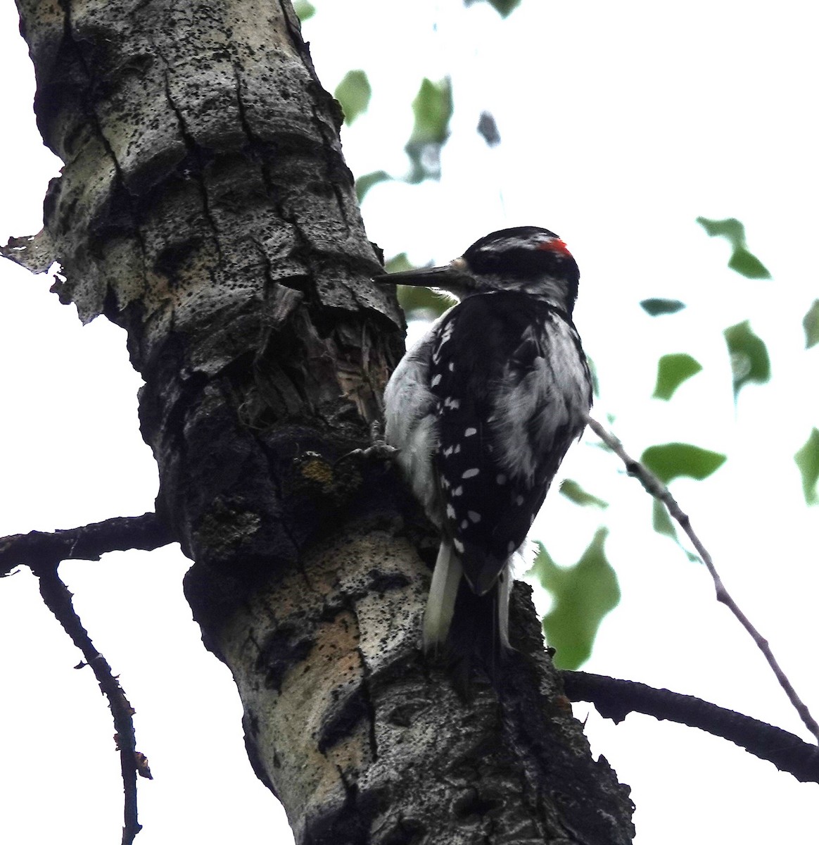 Hairy Woodpecker - ML621108558