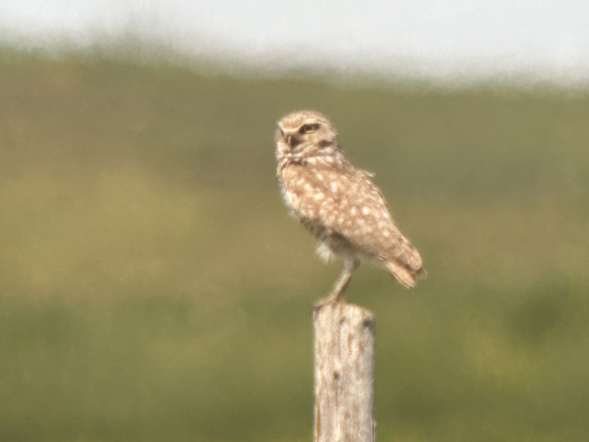 Burrowing Owl - ML621108603