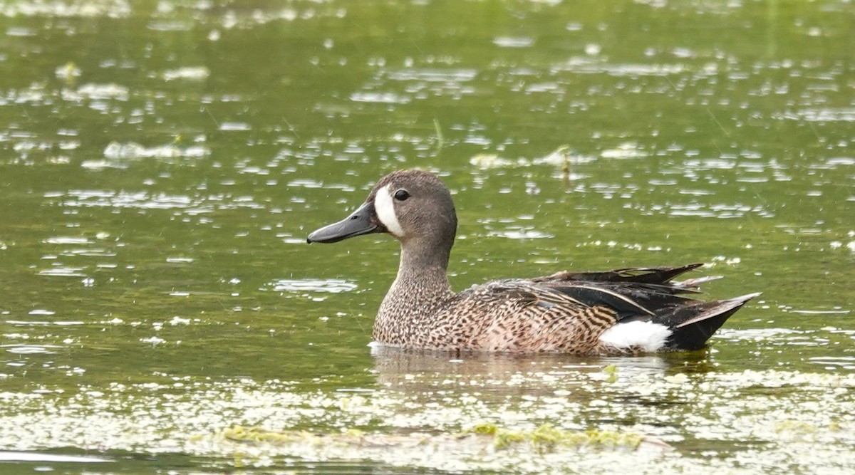 Blue-winged Teal - ML621108618