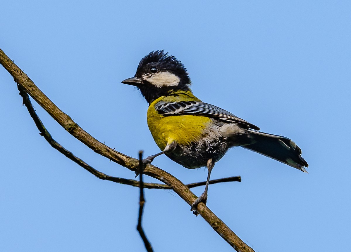 Green-backed Tit - ML621108620