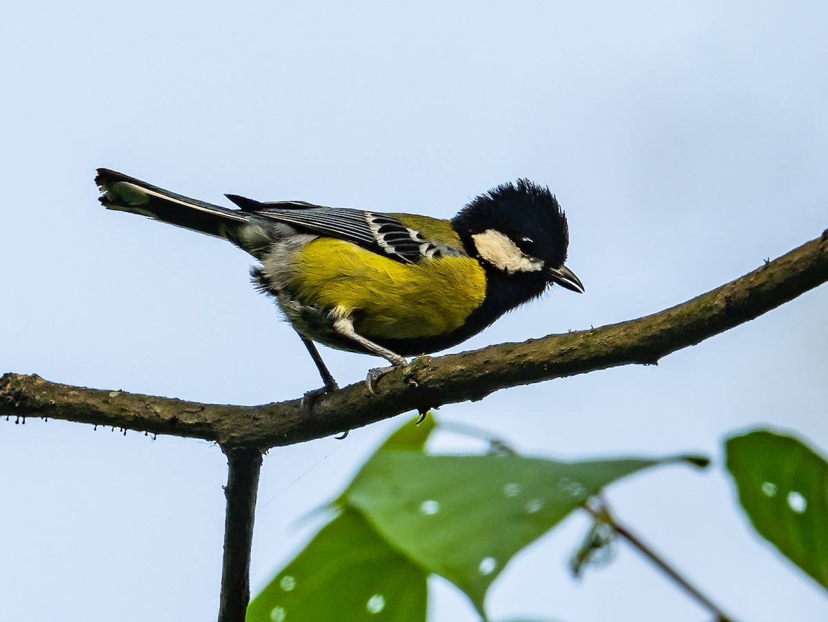 Green-backed Tit - ML621108621