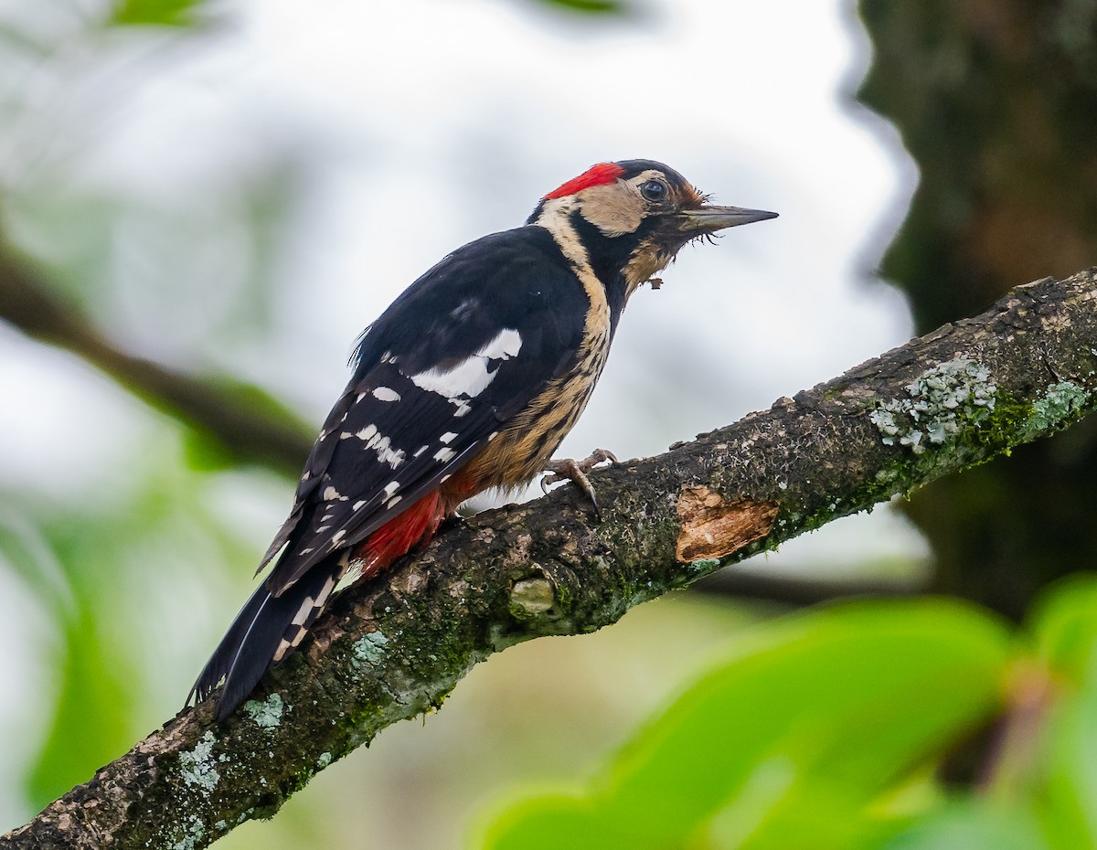 Necklaced Woodpecker - ML621108683