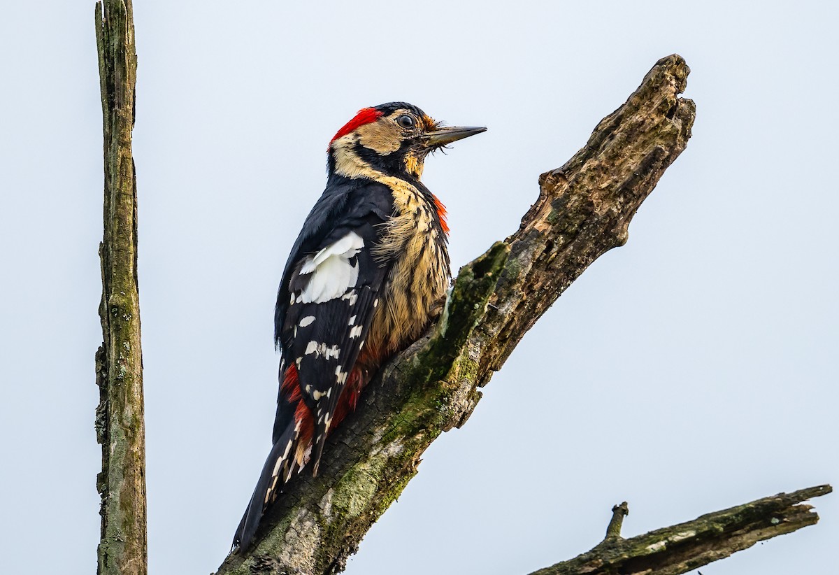 Necklaced Woodpecker - ML621108684