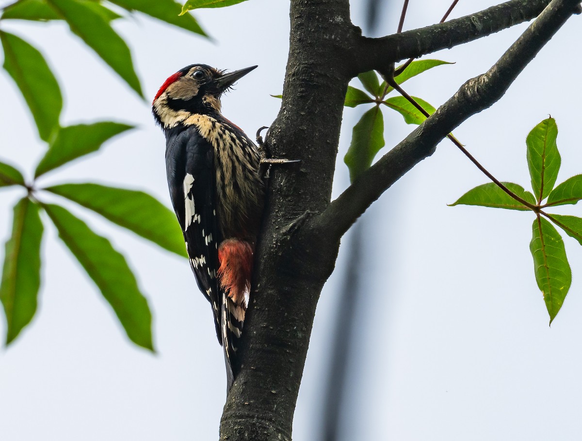 Necklaced Woodpecker - Lisa & Li Li