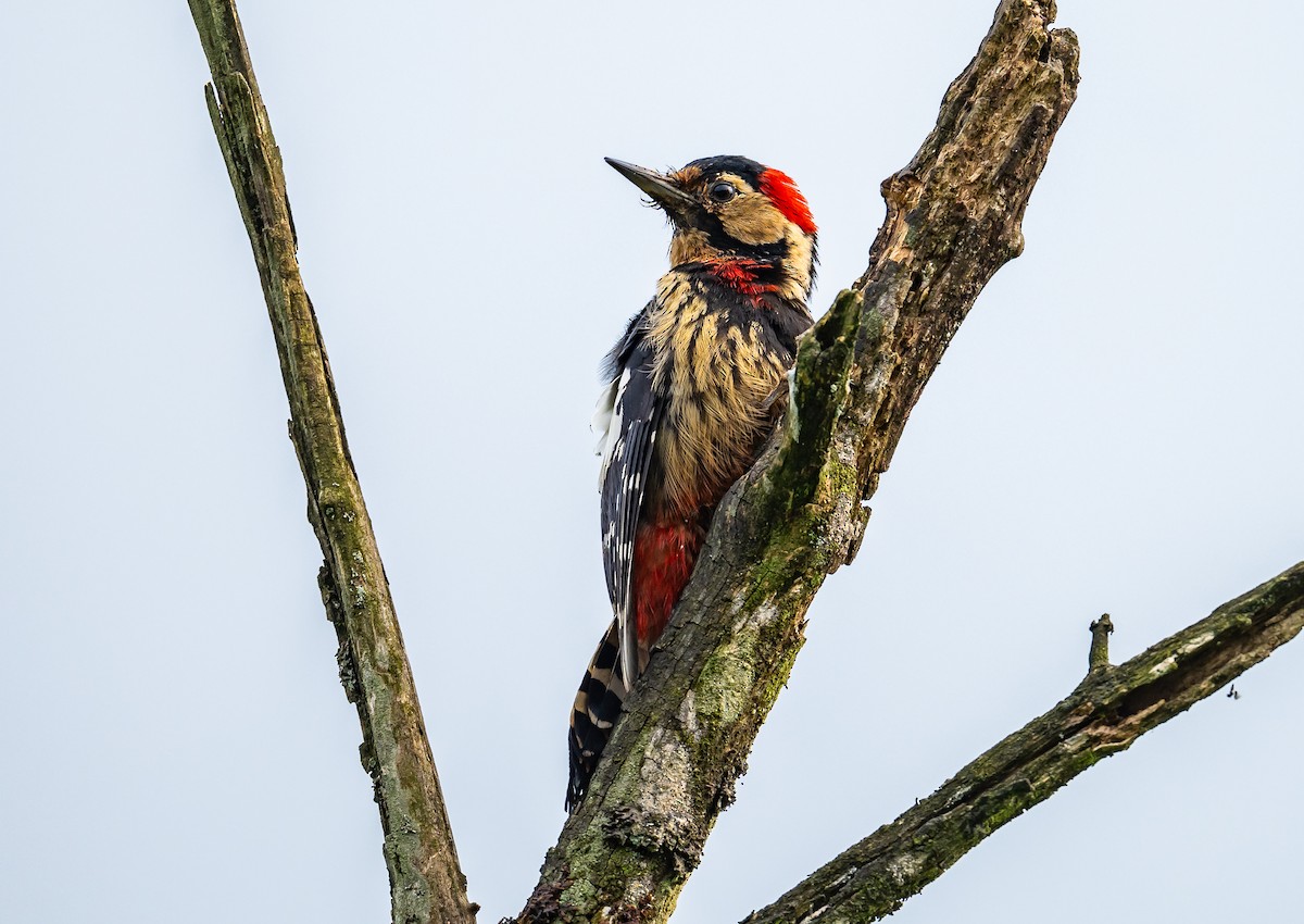 Necklaced Woodpecker - ML621108686