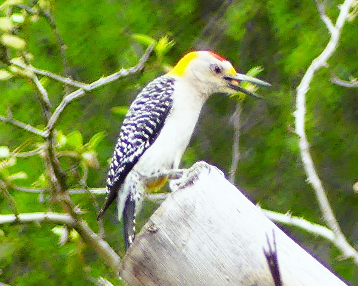 Golden-fronted Woodpecker - ML621108734