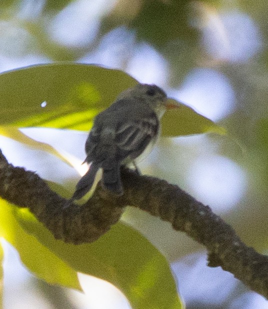 Southern Tropical Pewee - ML621108753