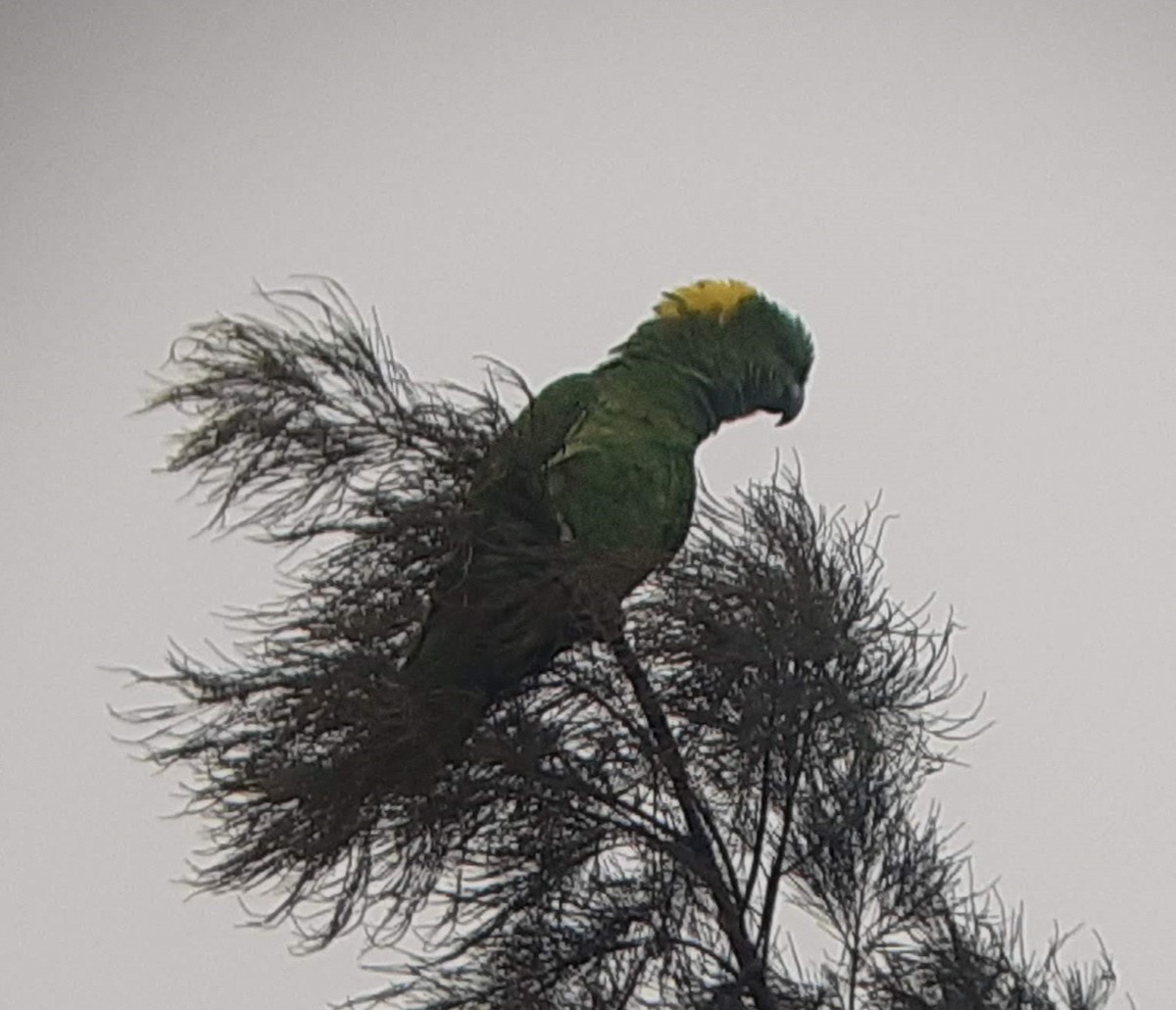 Yellow-naped Parrot - ML621108791