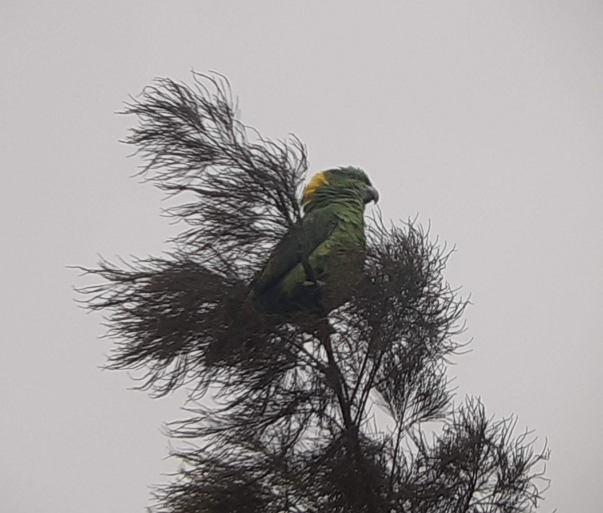 Yellow-naped Parrot - ML621108792