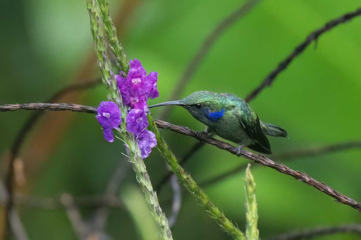 kolibřík modrouchý - ML621108797