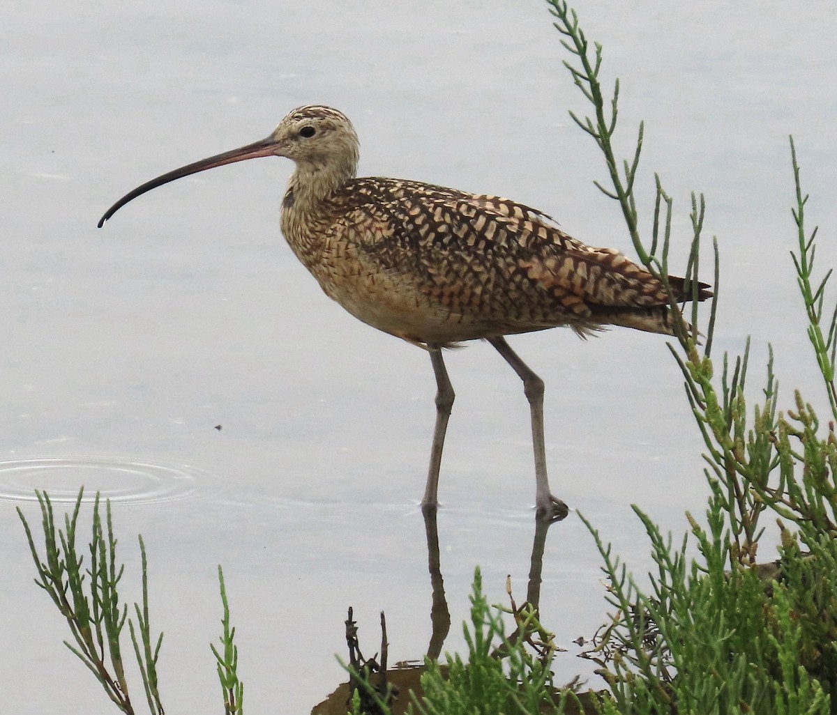 Long-billed Curlew - ML621108835