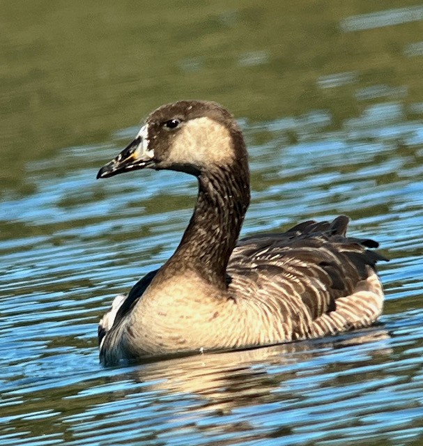 Domestic goose sp. x Canada Goose (hybrid) - ML621108860