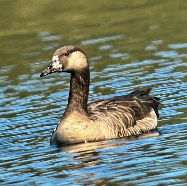 Greater White-fronted x Canada Goose (hybrid) - Jeri Langham