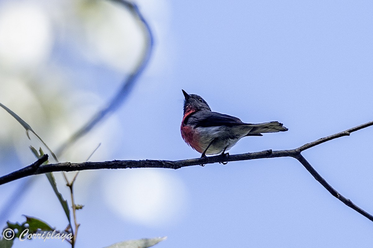 Тоутоваї рожевий - ML621108885