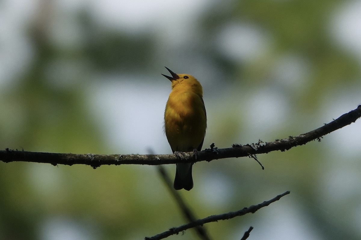 Prothonotary Warbler - ML621108941