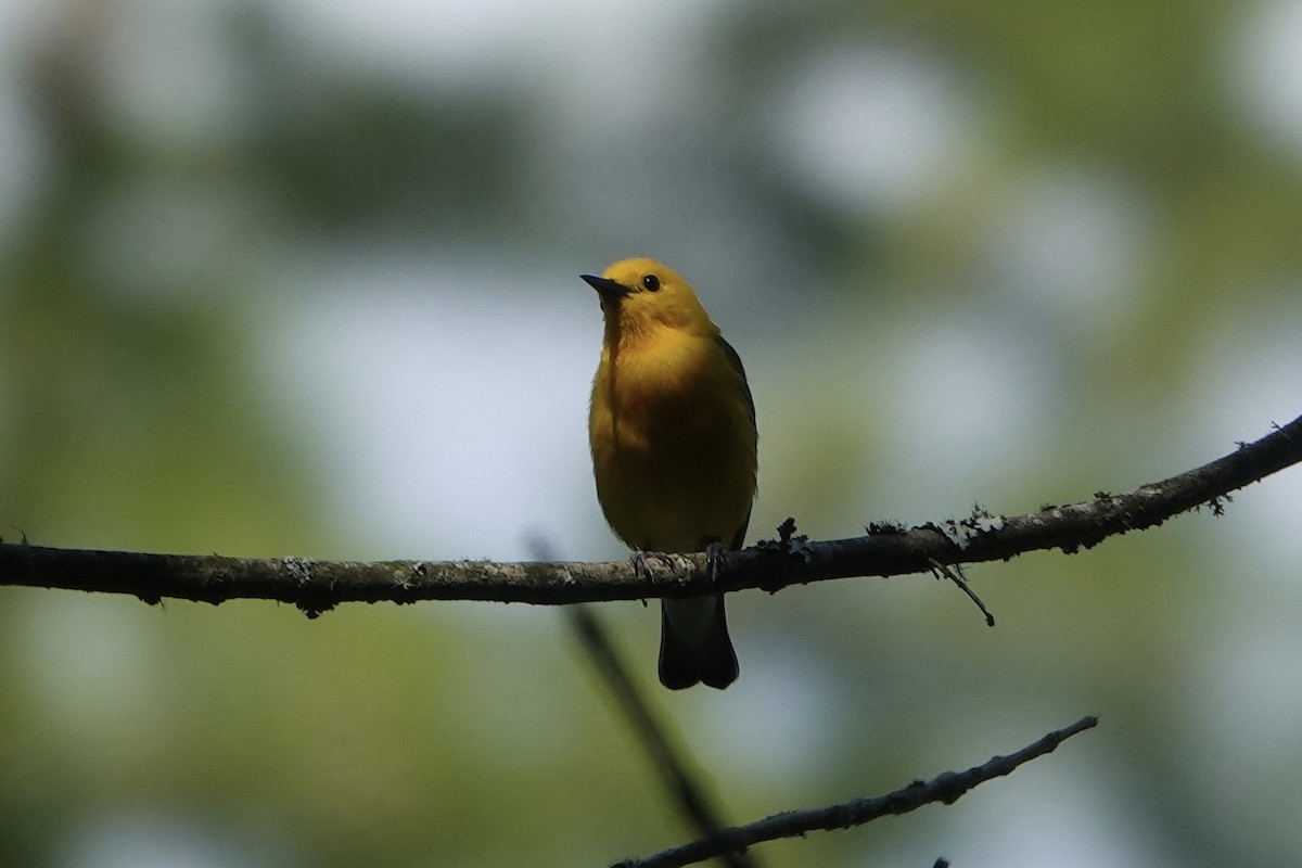 Prothonotary Warbler - ML621108942