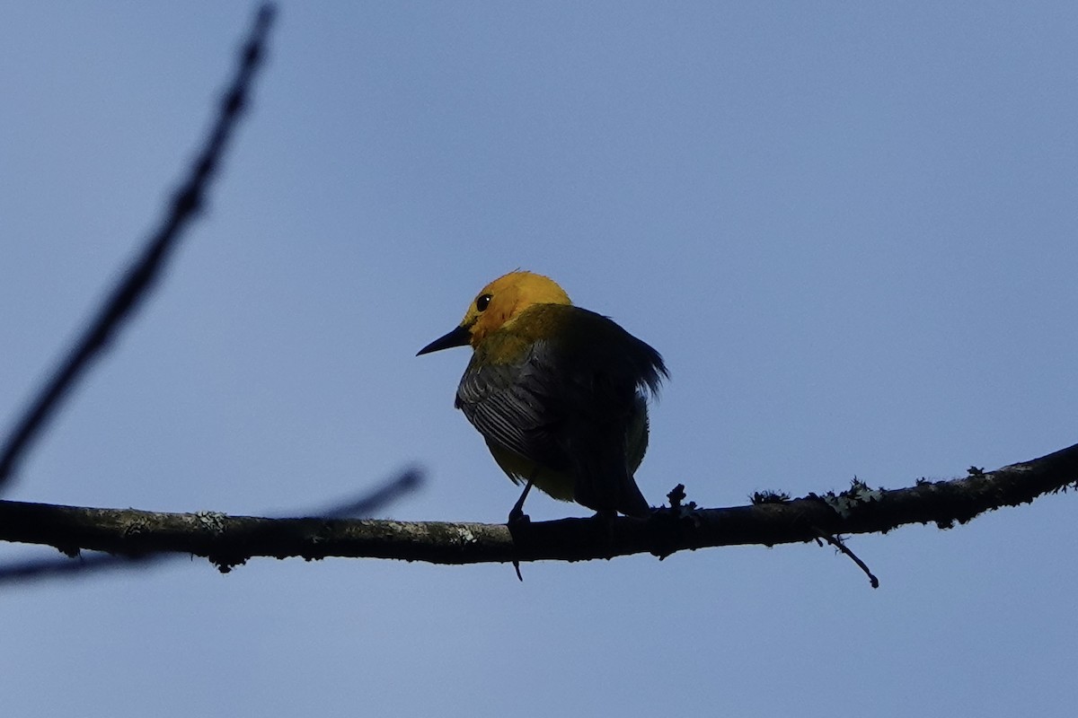 Prothonotary Warbler - ML621108943