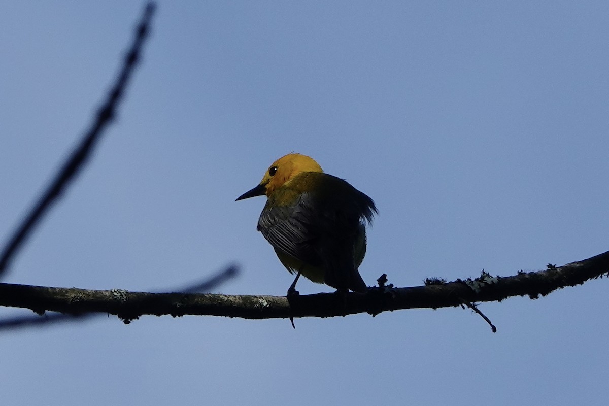 Paruline orangée - ML621108943