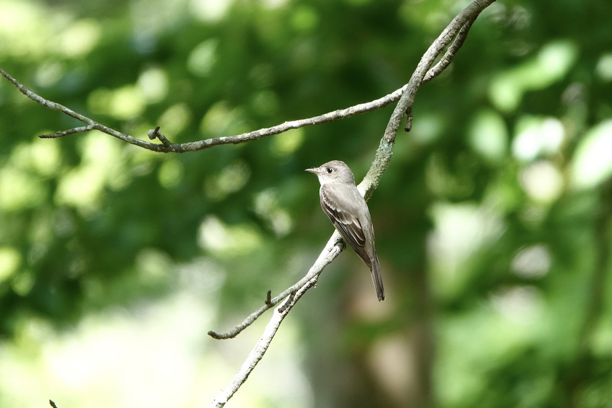 Eastern Wood-Pewee - ML621108971