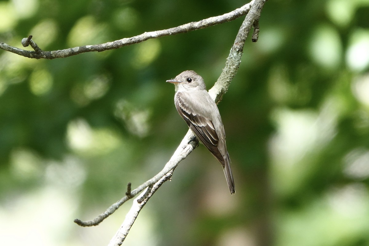 Eastern Wood-Pewee - ML621108972